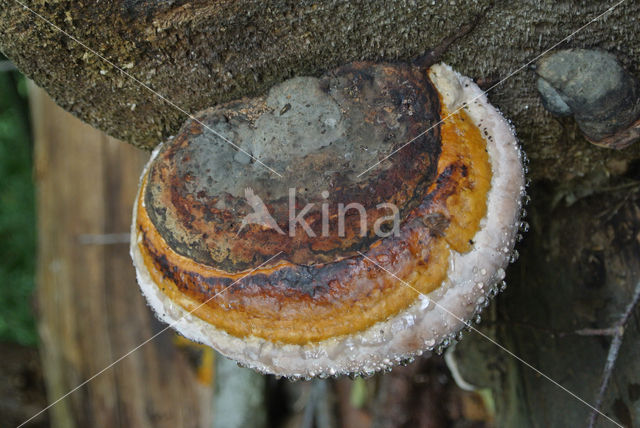 Red Banded Polypore (Fomitopsis pinicola)