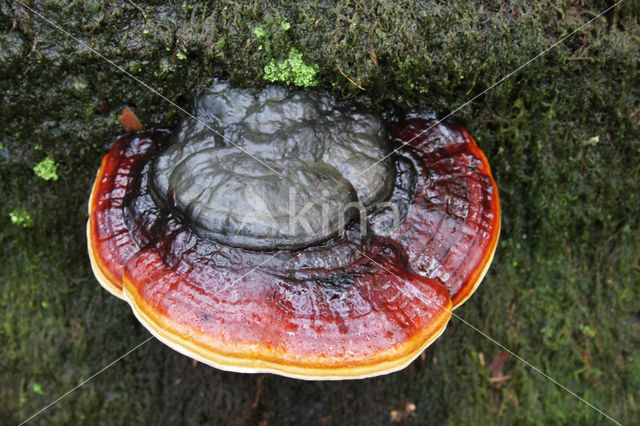 Red Banded Polypore (Fomitopsis pinicola)