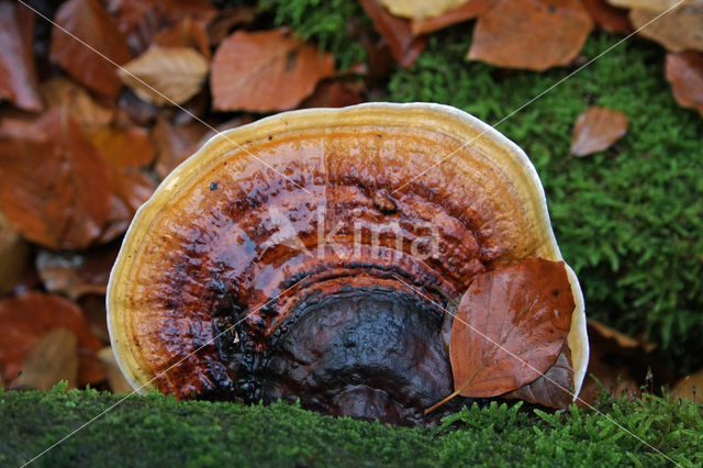 Red Banded Polypore (Fomitopsis pinicola)