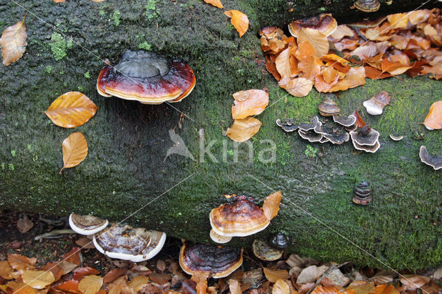 Red Banded Polypore (Fomitopsis pinicola)