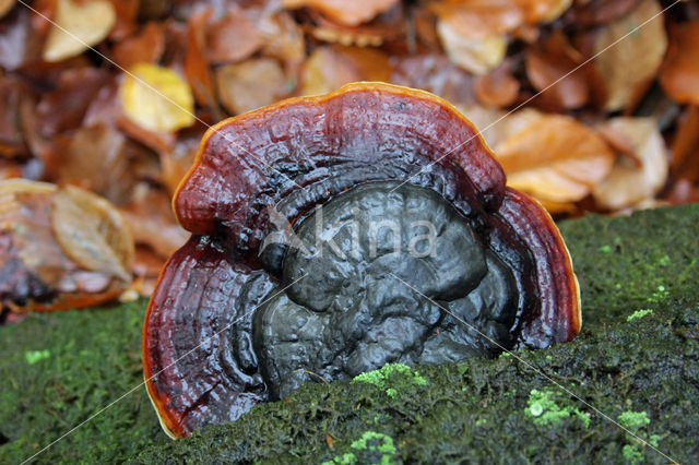 Red Banded Polypore (Fomitopsis pinicola)