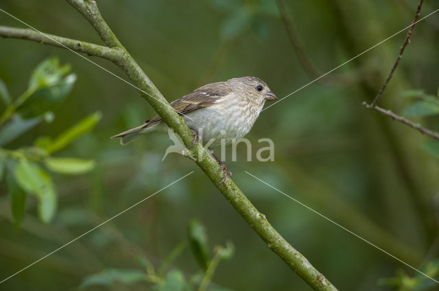 Roodmus (Carpodacus erythrinus)