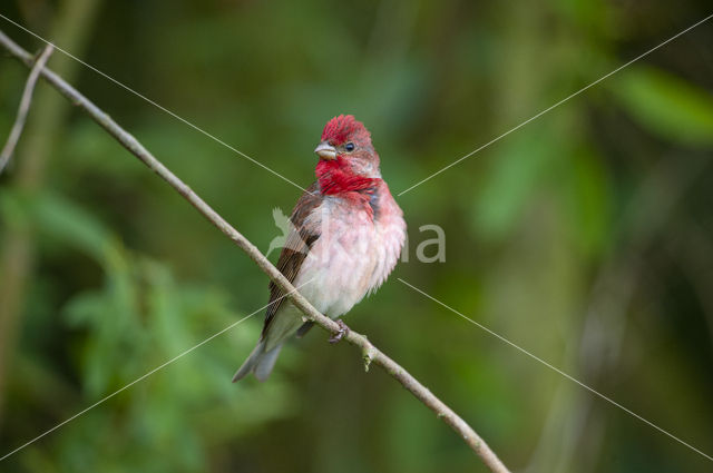 Common Rosefinch (Carpodacus erythrinus)