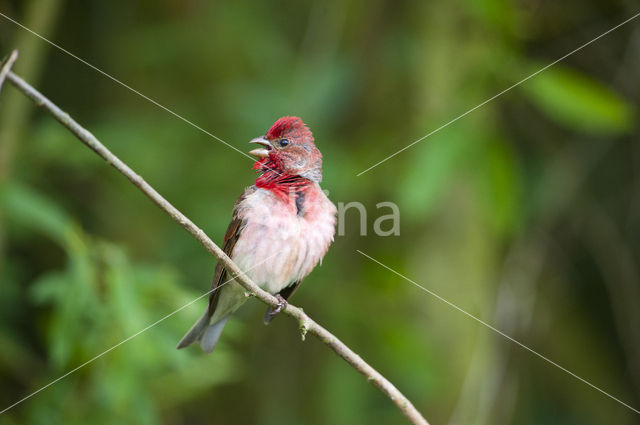 Common Rosefinch (Carpodacus erythrinus)