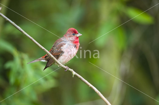 Common Rosefinch (Carpodacus erythrinus)