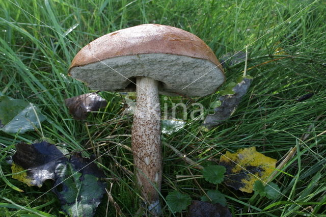 Rosse populierboleet (Leccinum rufum)