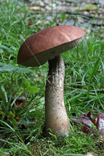 Rosse populierboleet (Leccinum rufum)