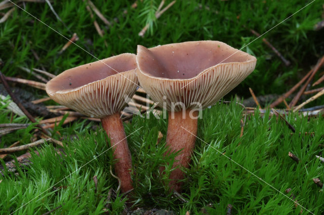 Peppery Milk-cap (Lactarius rufus)