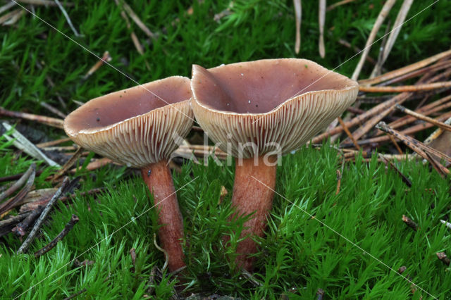 Peppery Milk-cap (Lactarius rufus)