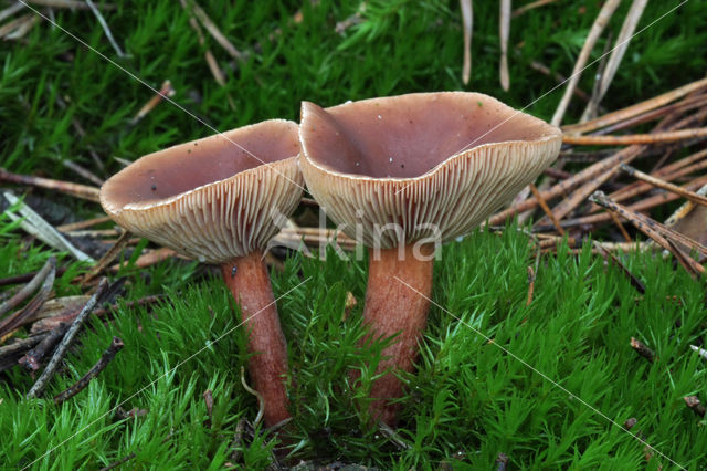 Peppery Milk-cap (Lactarius rufus)