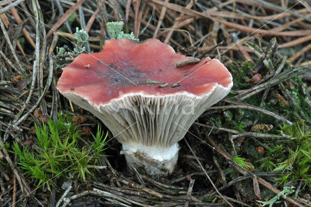 Roze spijkerzwam (Gomphidius roseus)