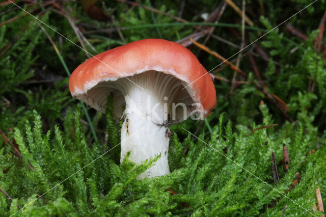 Roze spijkerzwam (Gomphidius roseus)