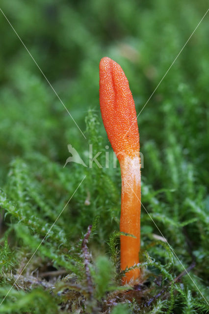 Rupsendoder (Cordyceps militaris)