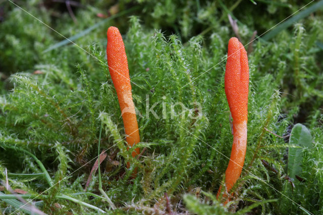 Caterpillar Killer (Cordyceps militaris)