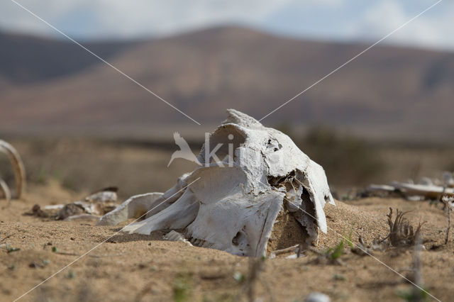 Sheep (Ovis domesticus)