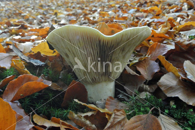 Schaapje (Lactarius vellereus)