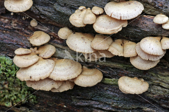 bitter Oysterling (Panellus stipticus)