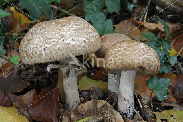 Schubbige boschampignon (Agaricus silvaticus)