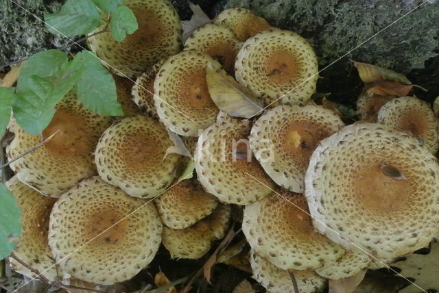 Shaggy Scalycap (Pholiota squarrosa)