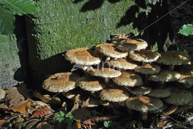 Shaggy Scalycap (Pholiota squarrosa)