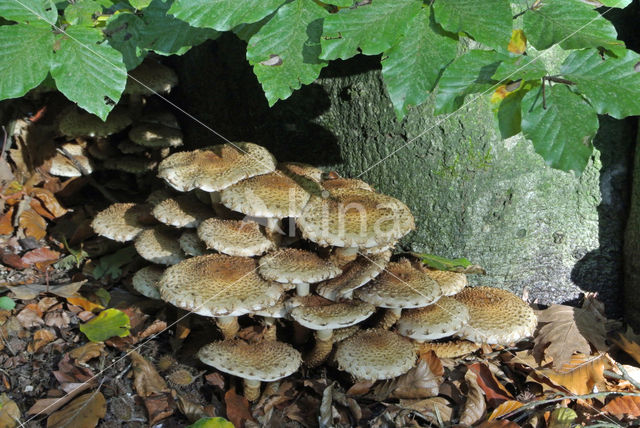 Schubbige bundelzwam (Pholiota squarrosa)