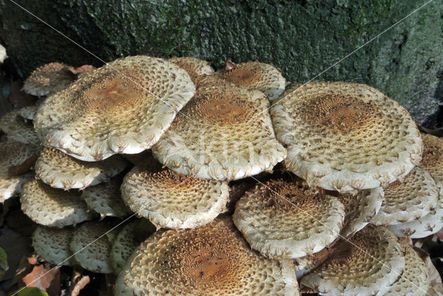 Shaggy Scalycap (Pholiota squarrosa)