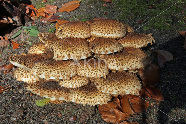 Shaggy Scalycap (Pholiota squarrosa)