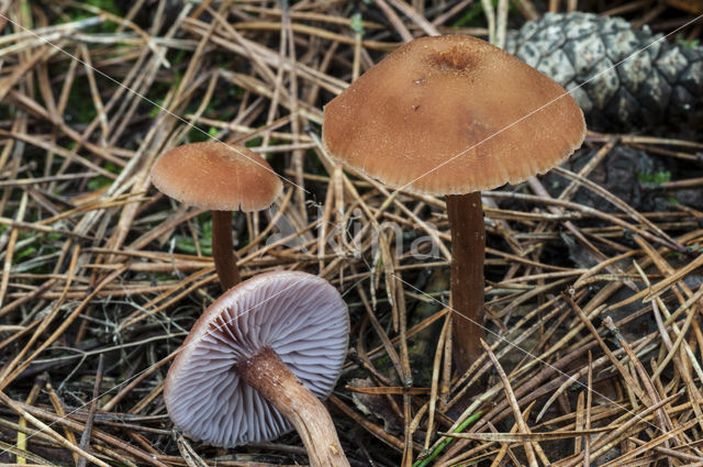 Scurfy Deceiver (Laccaria proxima)