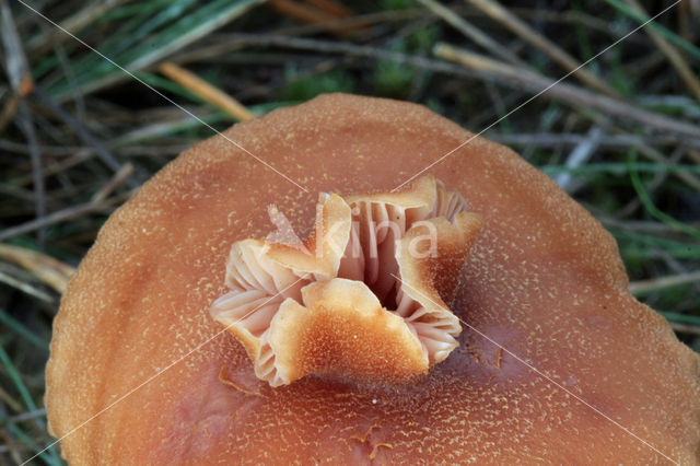 Scurfy Deceiver (Laccaria proxima)