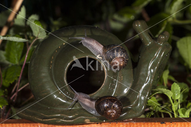 Common Garden Snail (Helix aspersa aspersa)