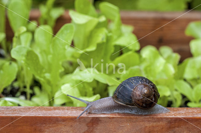 Segrijnslak (Helix aspersa aspersa)