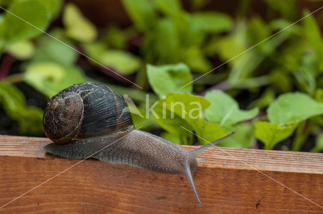 Segrijnslak (Helix aspersa aspersa)