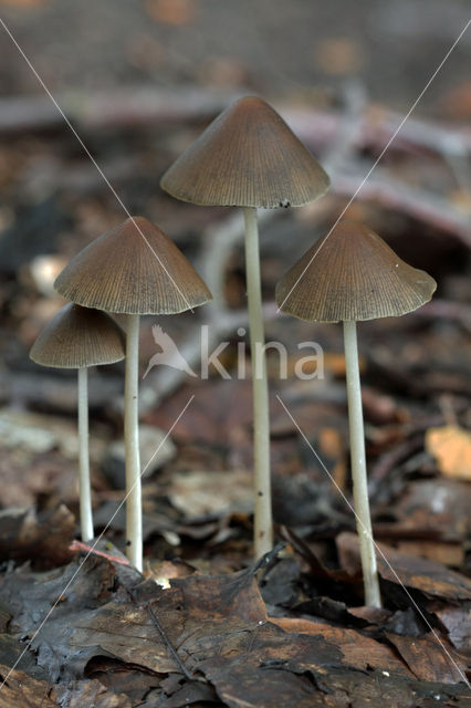 Red Edge Brittlestem (Psathyrella corrugis)