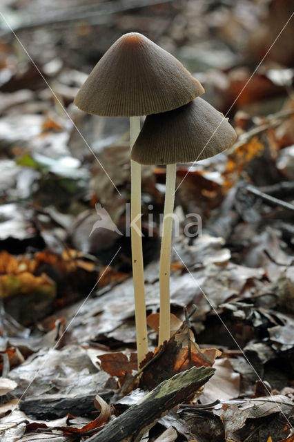 Red Edge Brittlestem (Psathyrella corrugis)