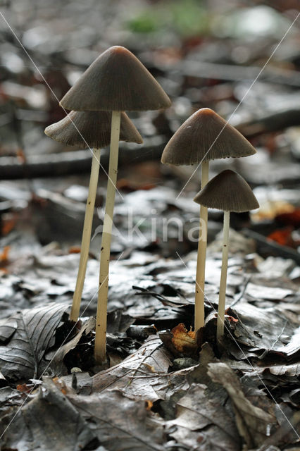 Red Edge Brittlestem (Psathyrella corrugis)