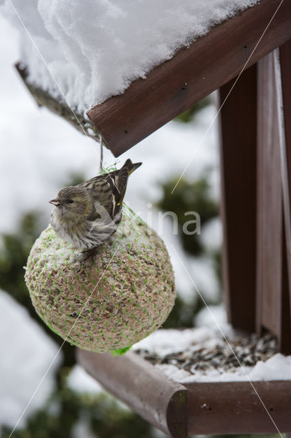 Eurasian Siskin (Carduelis spinus)