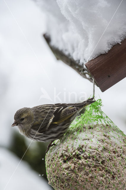 Sijs (Carduelis spinus)