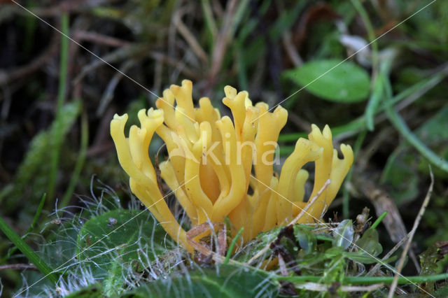 Sikkelkoraalzwam (Clavulinopsis corniculata)