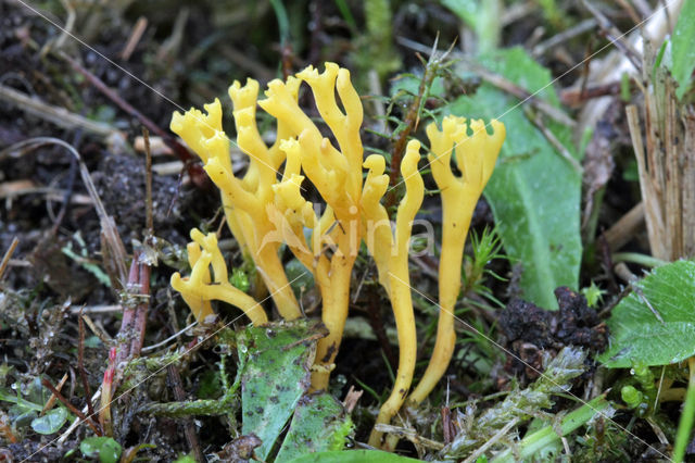 Sikkelkoraalzwam (Clavulinopsis corniculata)