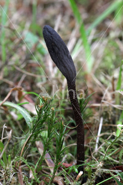 Plain Earthtongue (Geoglossum umbratile)
