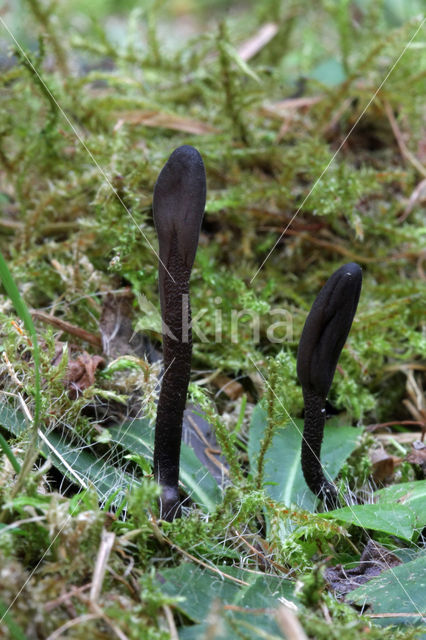 Slanke aardtong (Geoglossum umbratile)