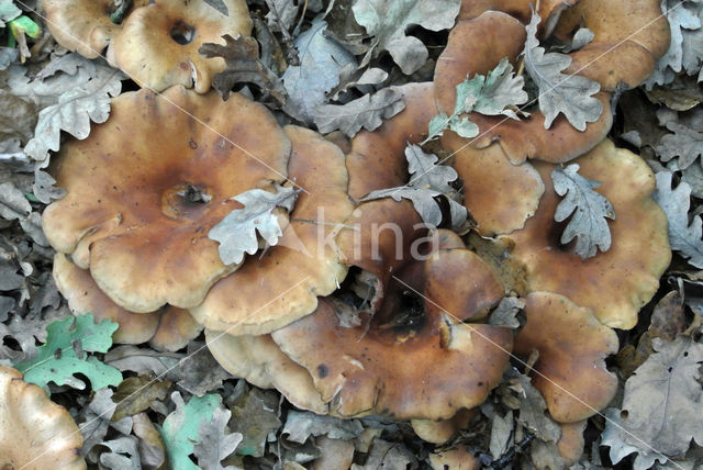 Slanke trechterzwam (Clitocybe gibba)