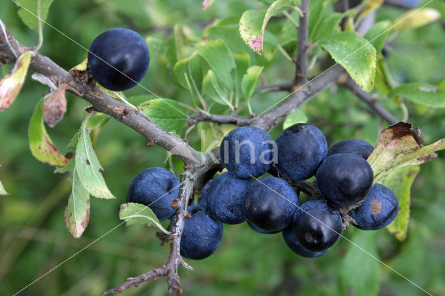 Sleedoorn (Prunus spinosa)