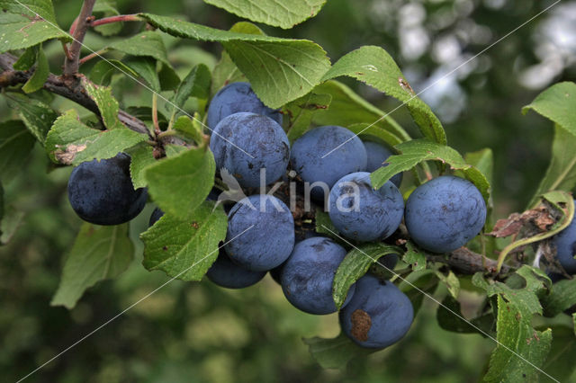 Sleedoorn (Prunus spinosa)