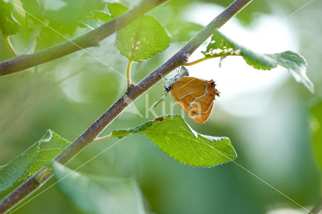 Brown Hairstreak (Thecla betulae)