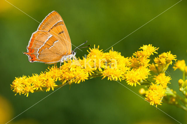 Brown Hairstreak (Thecla betulae)