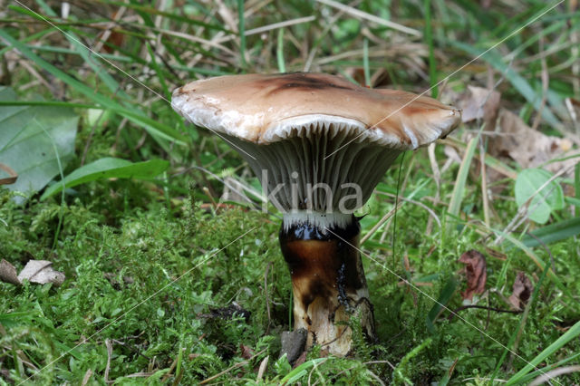 Slijmige spijkerzwam (Gomphidius glutinosus)