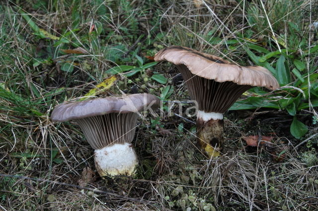 Slijmige spijkerzwam (Gomphidius glutinosus)