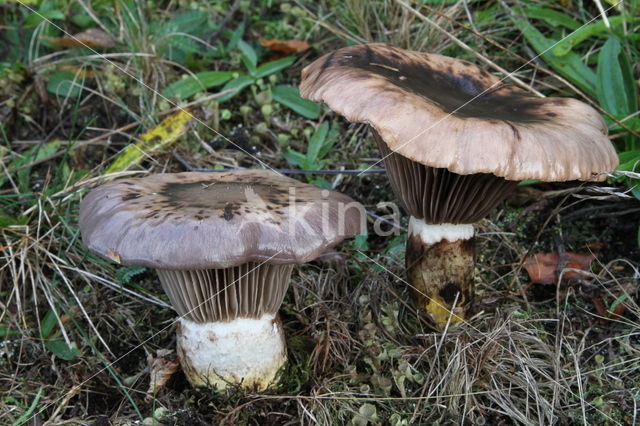 Slijmige spijkerzwam (Gomphidius glutinosus)