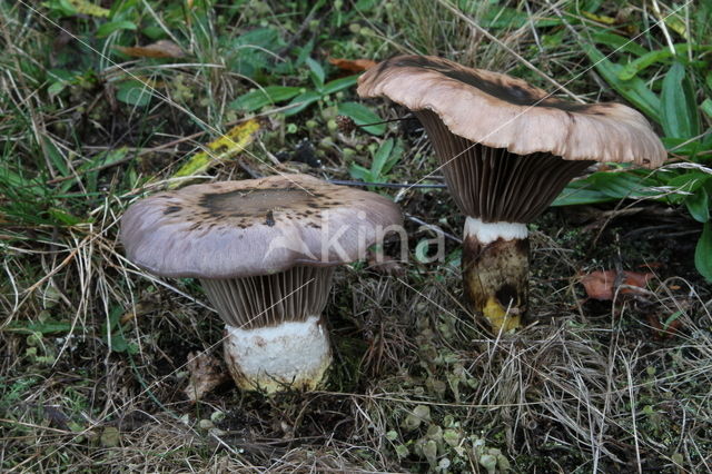 Slijmige spijkerzwam (Gomphidius glutinosus)